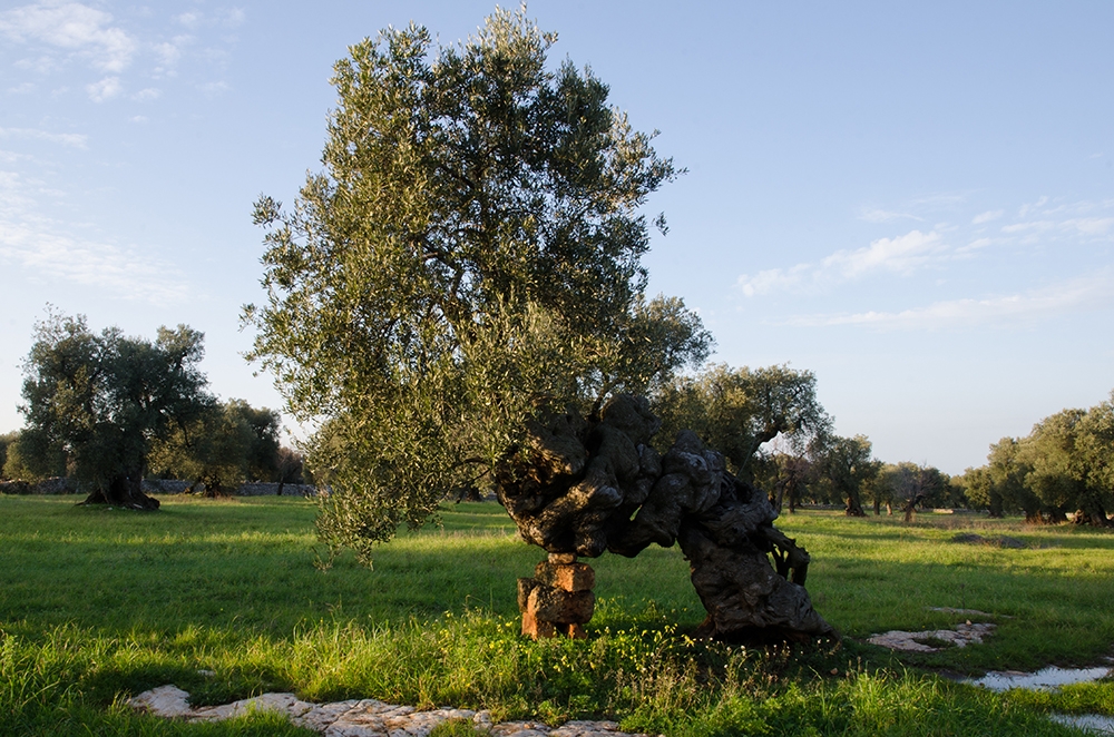 Masseria Brancati